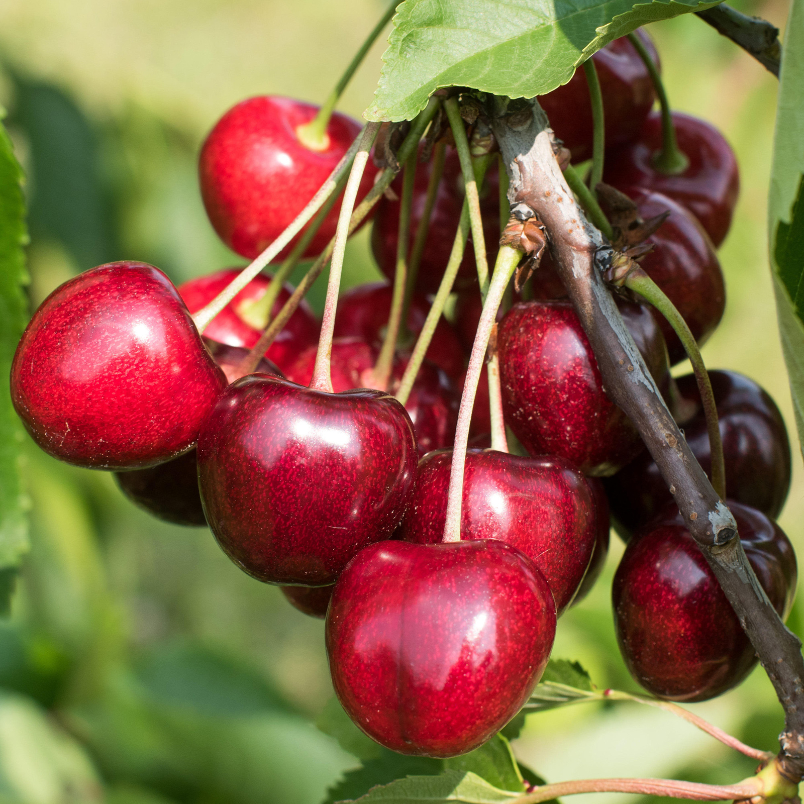 Cherry Kordia Fruit Tree Deciduous Outdoor Flowering Hardy Garden Prunus in Pot