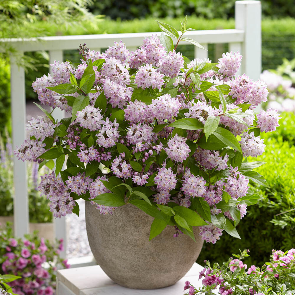 Flowering Shrubs, Deutzia Raspberry Sundae, Pink Bicolour Blooms, 3 x 9cm Pots
