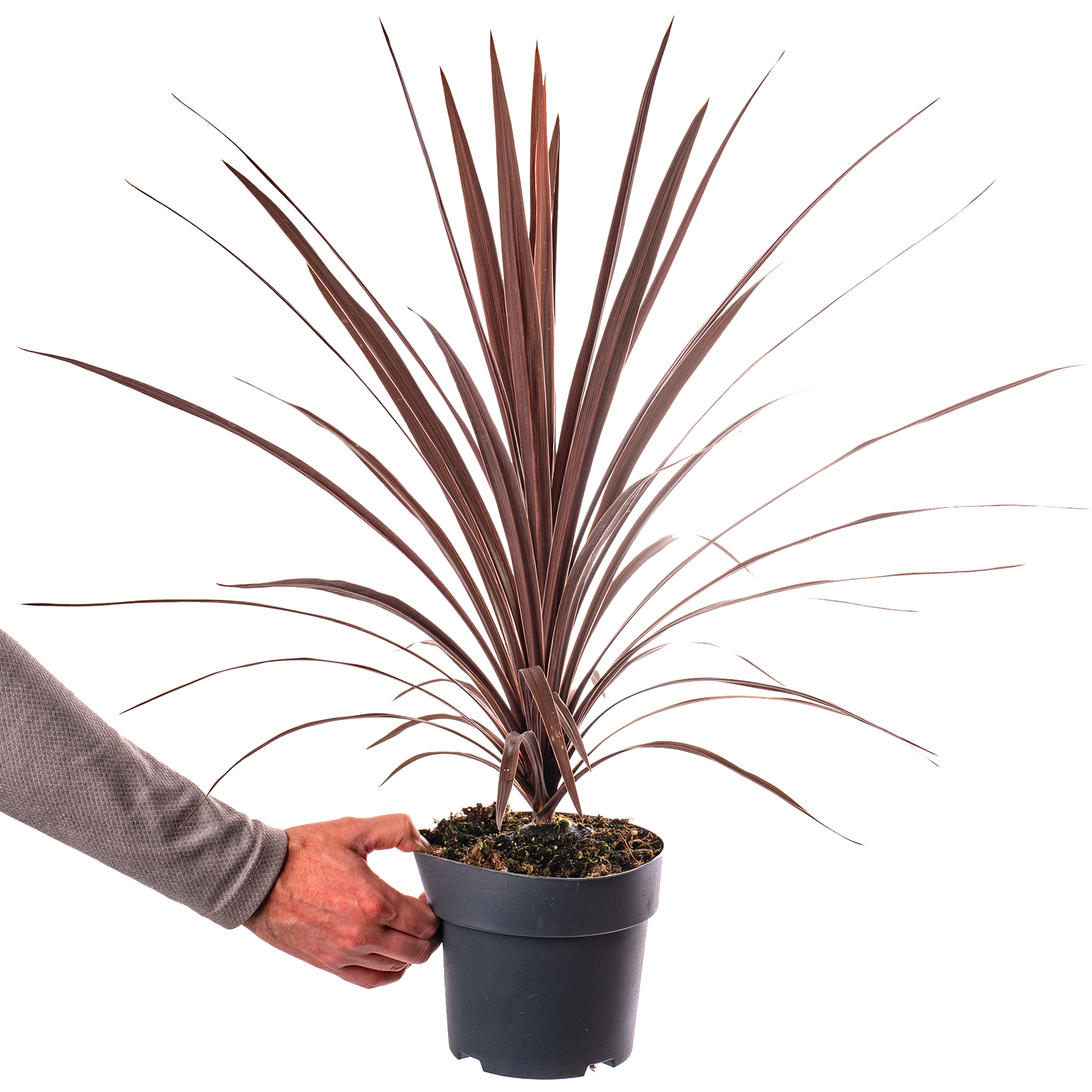 Cordyline australis Red Star - Cabbage Palm Evergreen Garden Palm Tree 2L Potted