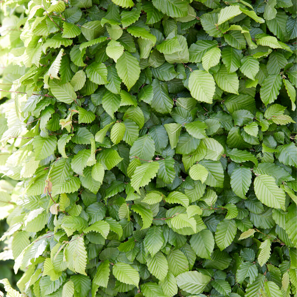 Carpinus betulus 60/90cm Bare Root x10