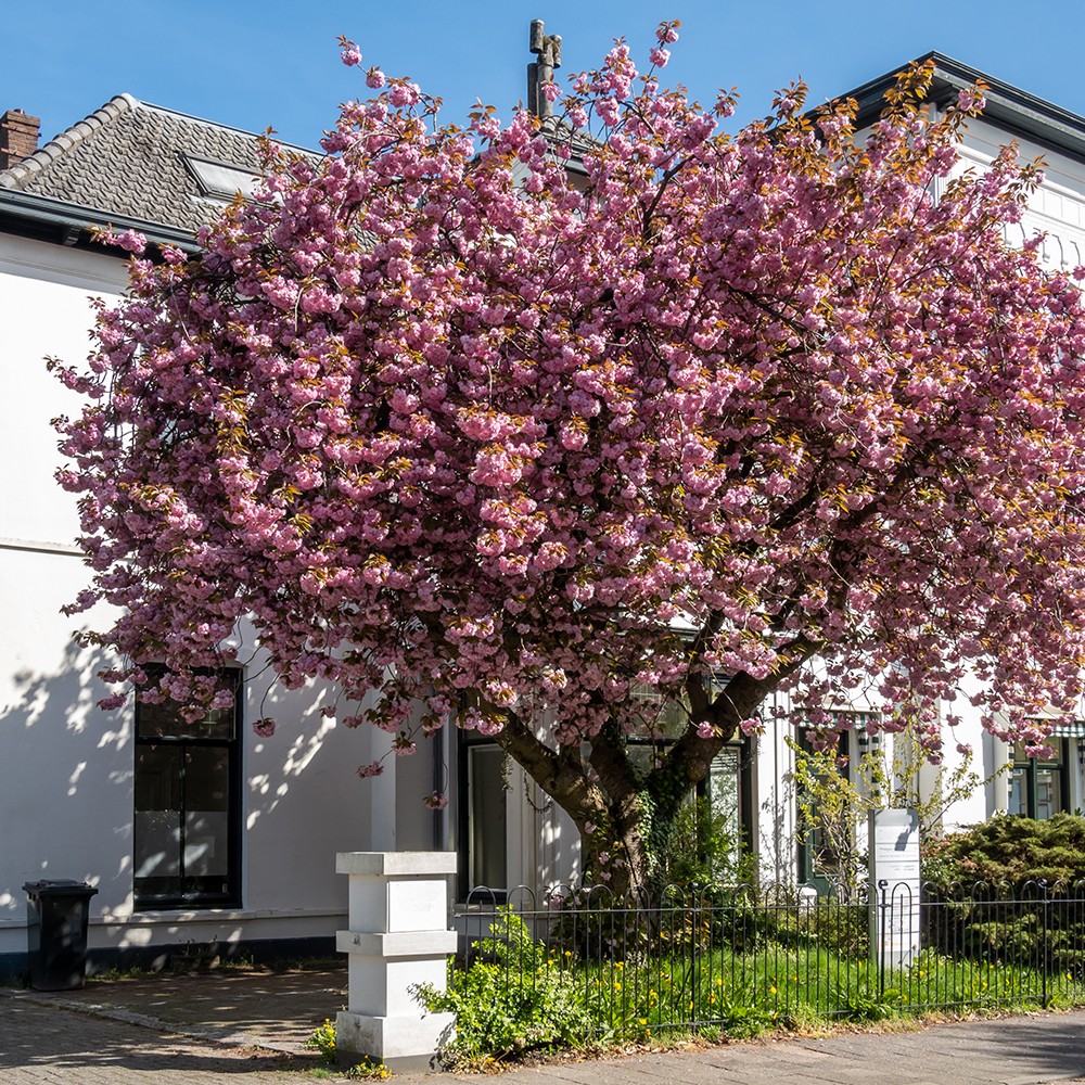 Prunus serrulata Kanzan 5L 70-80cm
