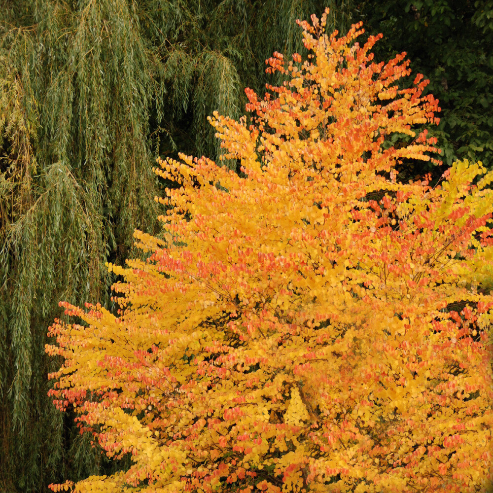 Ornamental Tree, Toffee Apple Katsura, scented autumn, colourful foliage, 3L pot
