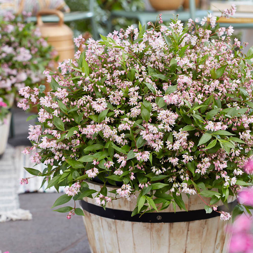 Flowering Shrub, Deutzia Million Stars Pink, ground cover, hardy, 19cm pot plant