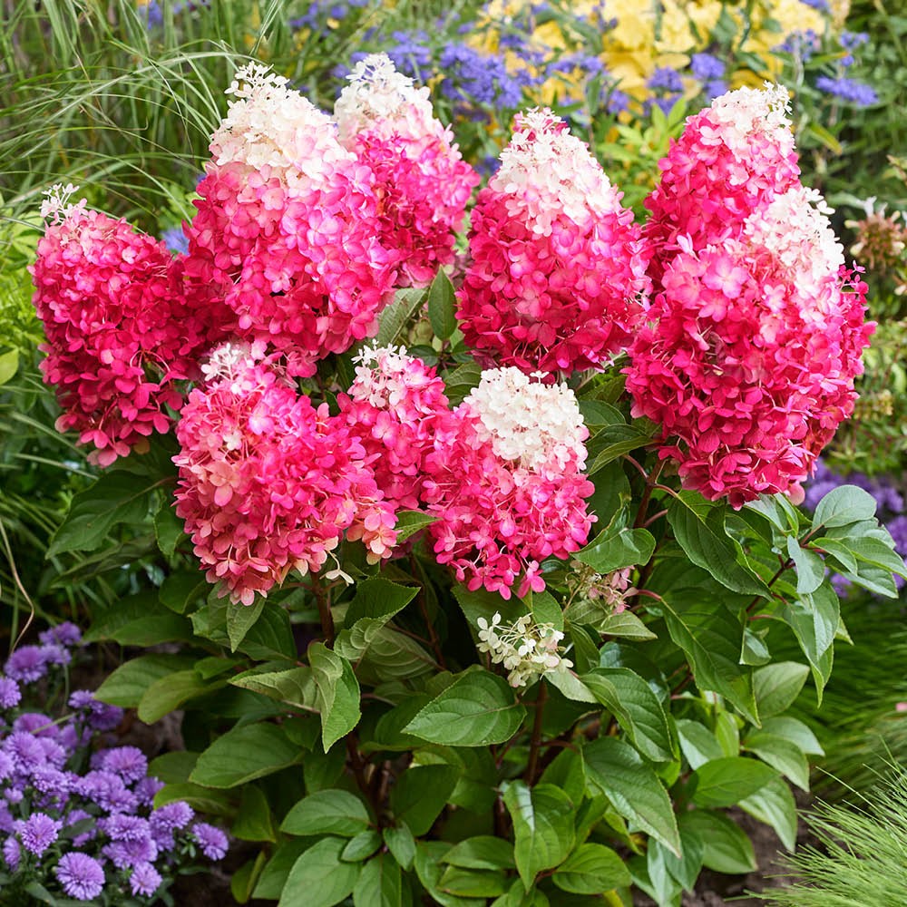 Set of 3 Hydrangea 'Red Velvet' Established Plants in 12cm Pots