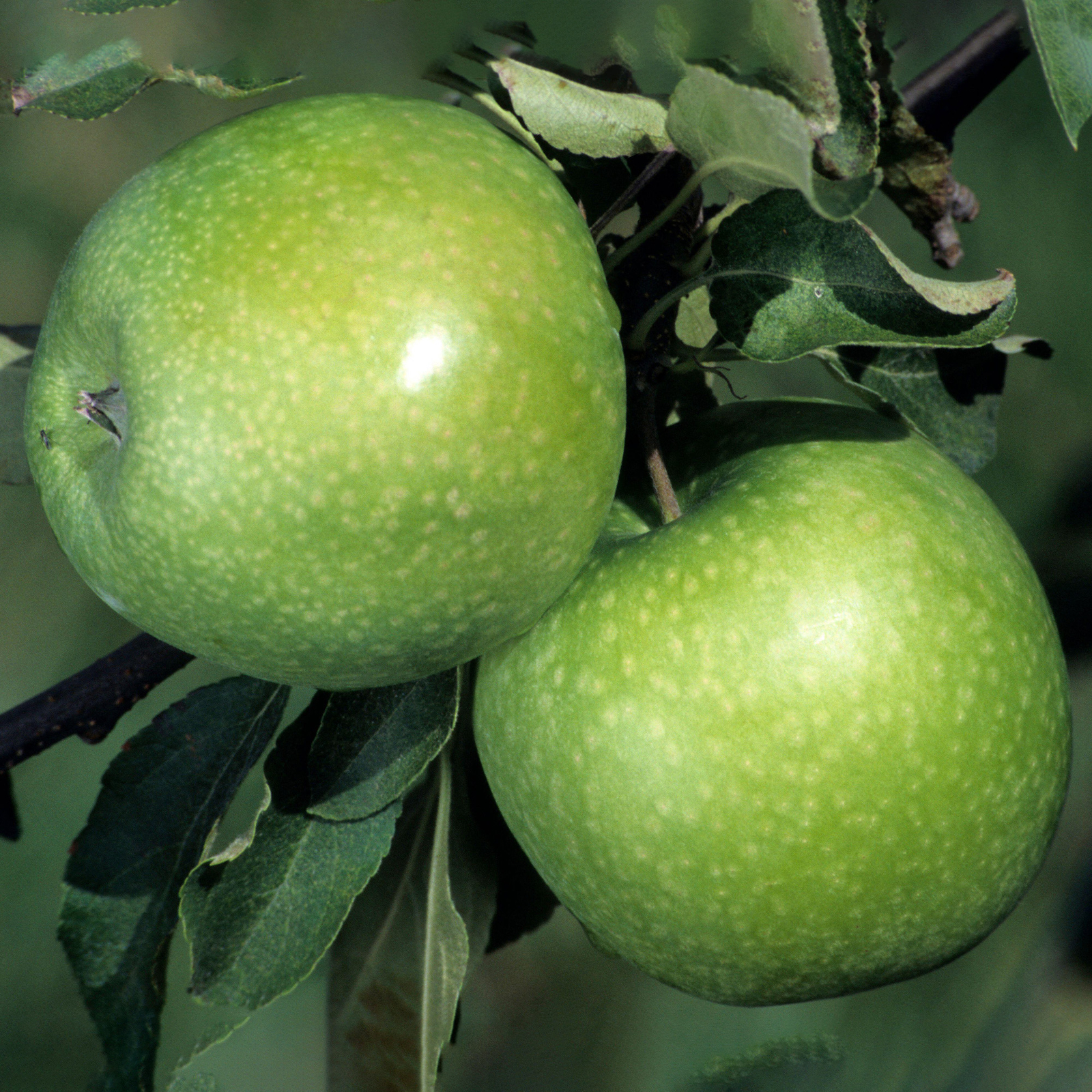 Apple Granny Smith Fruit Tree Deciduous Outdoor Flowering Hardy Garden Malus