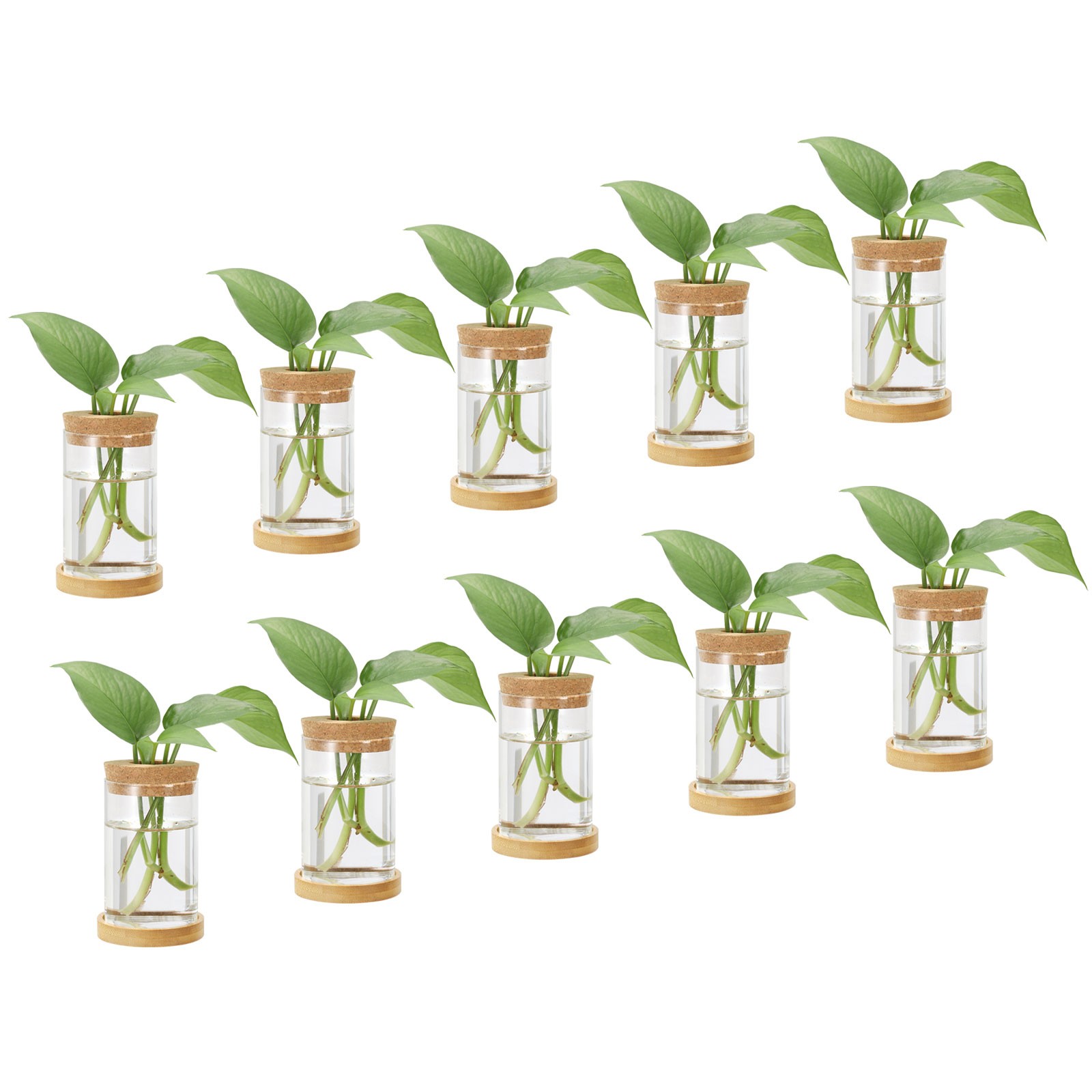 0.24 x 4.33 Inch Plant Propagation Station 10 Pcs Plant Terrarium Transparent