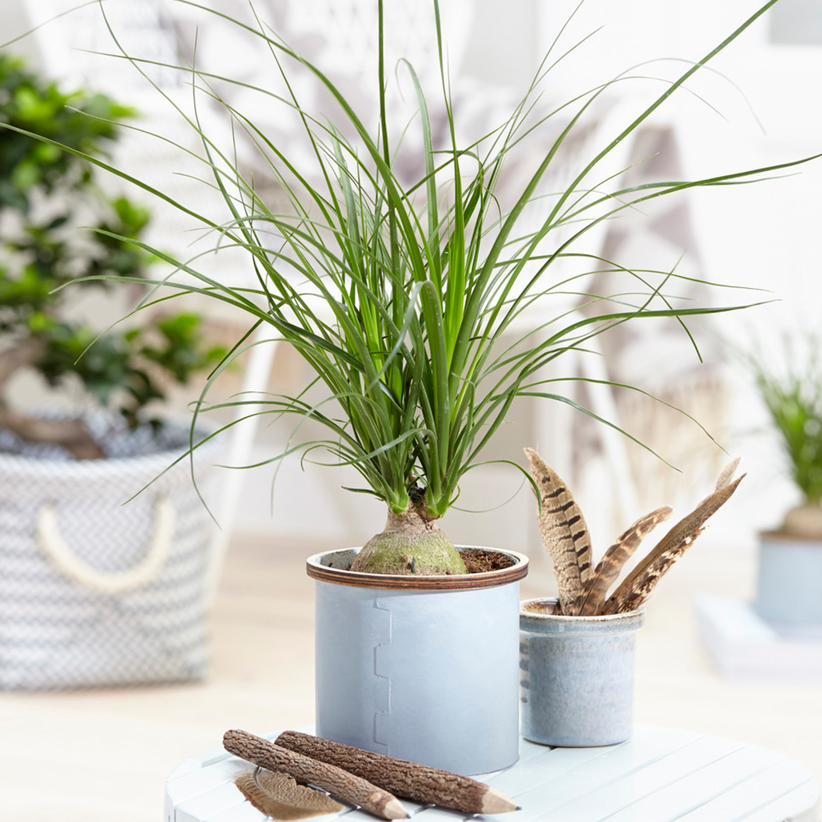 1 x Popular Beaucarnea Recurvata Ponytail Palm Indoor Plant (40-50cm Incl. Pot)