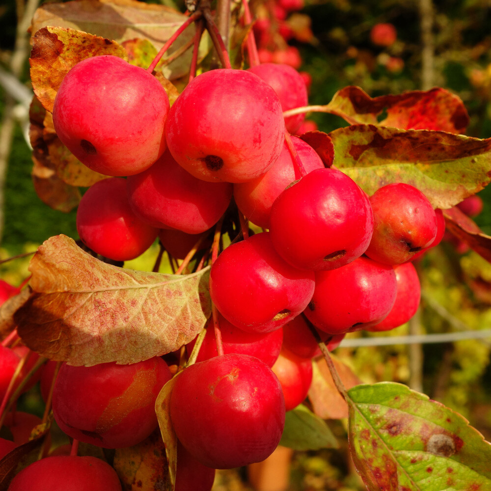 Fruit Tree, Crab Apple, Red Sentinel, Standard Lollipop, 3 Litre Pot, 90cm Tall