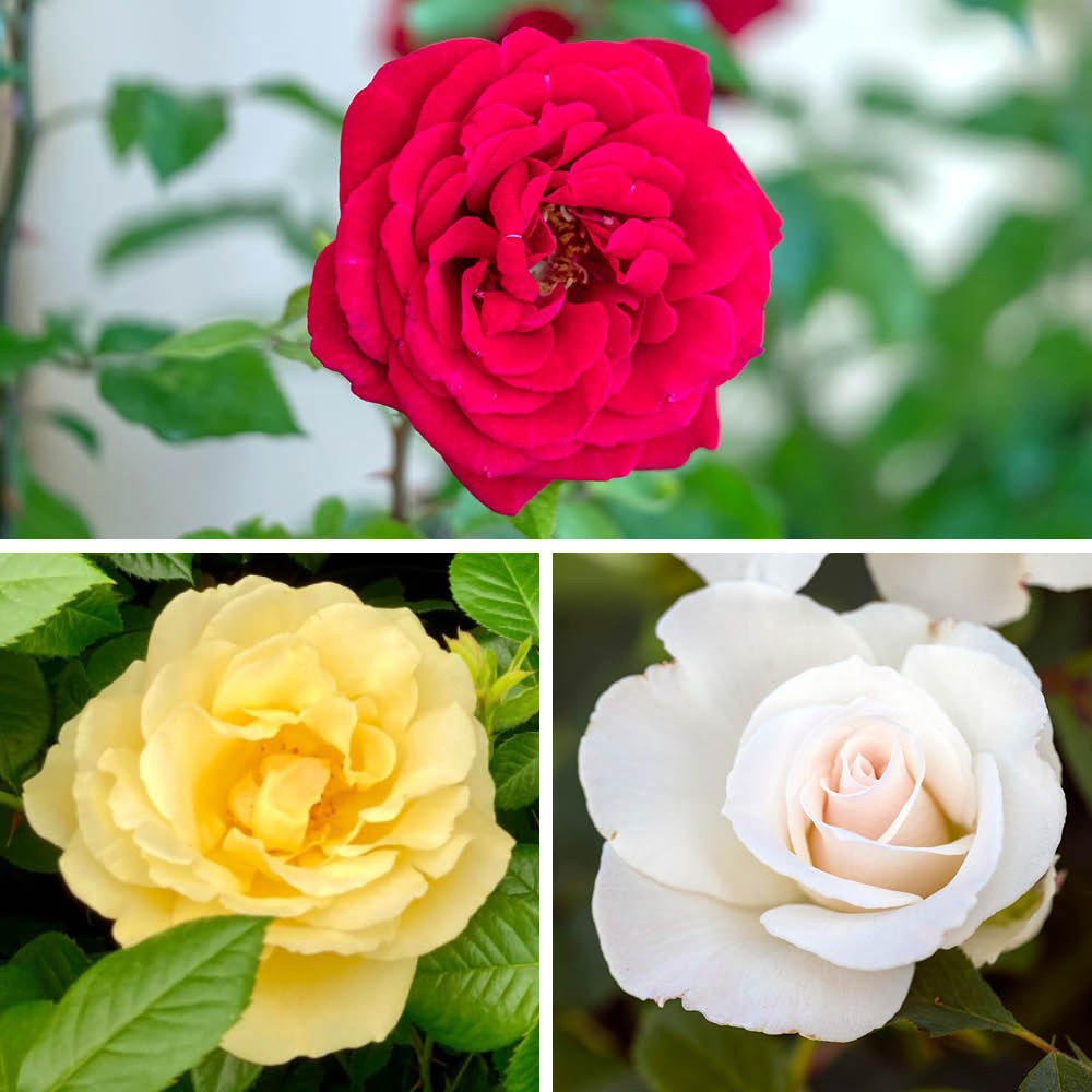 Rose 'Florists Delight' Collection Bare Root