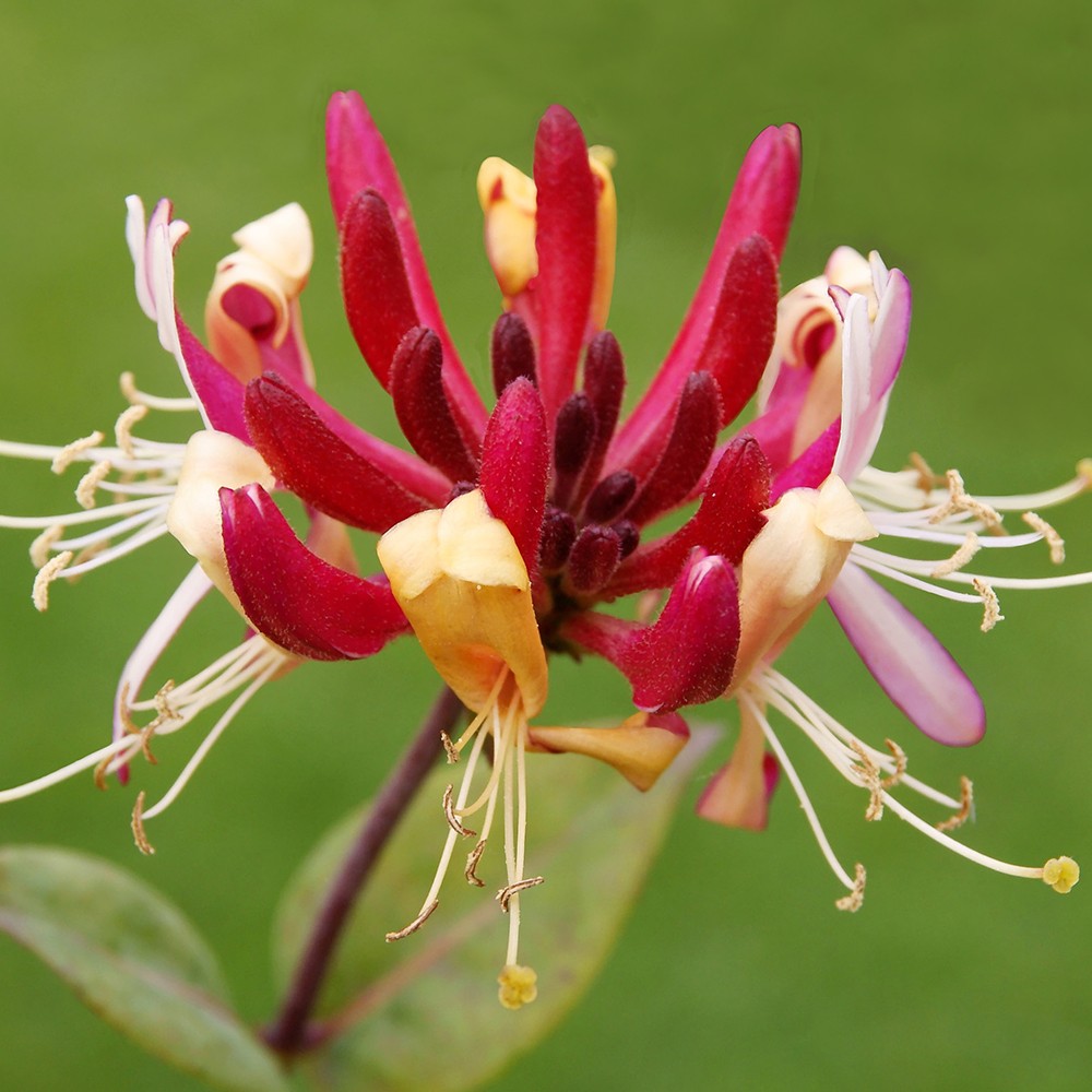 Honeysuckle 'Serotina' 2 Litre 90cm cane