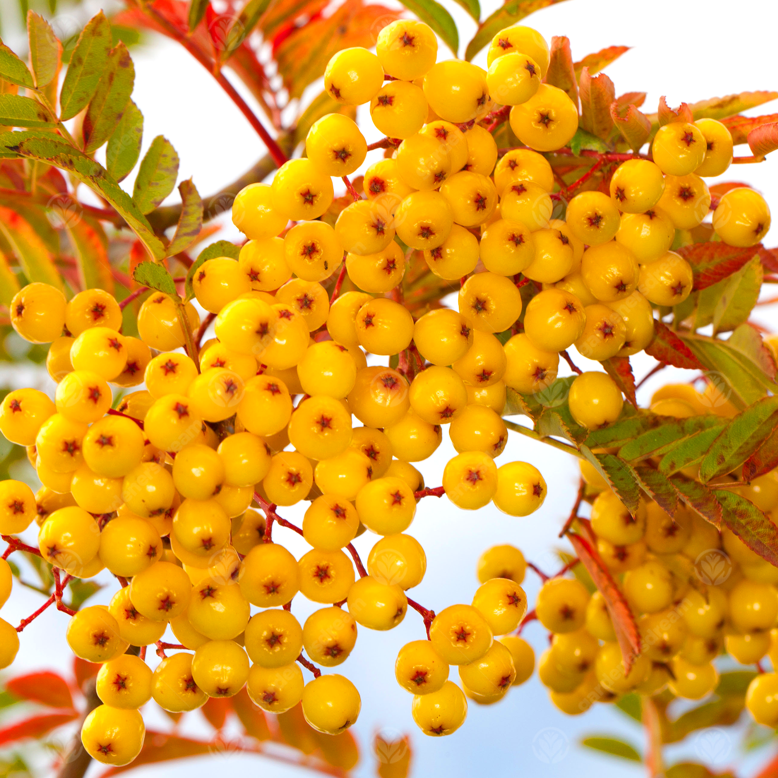 Sorbus 'Joseph Rock' | Yellow Berried Mountain | Ornamental Garden Tree | 5-6ft