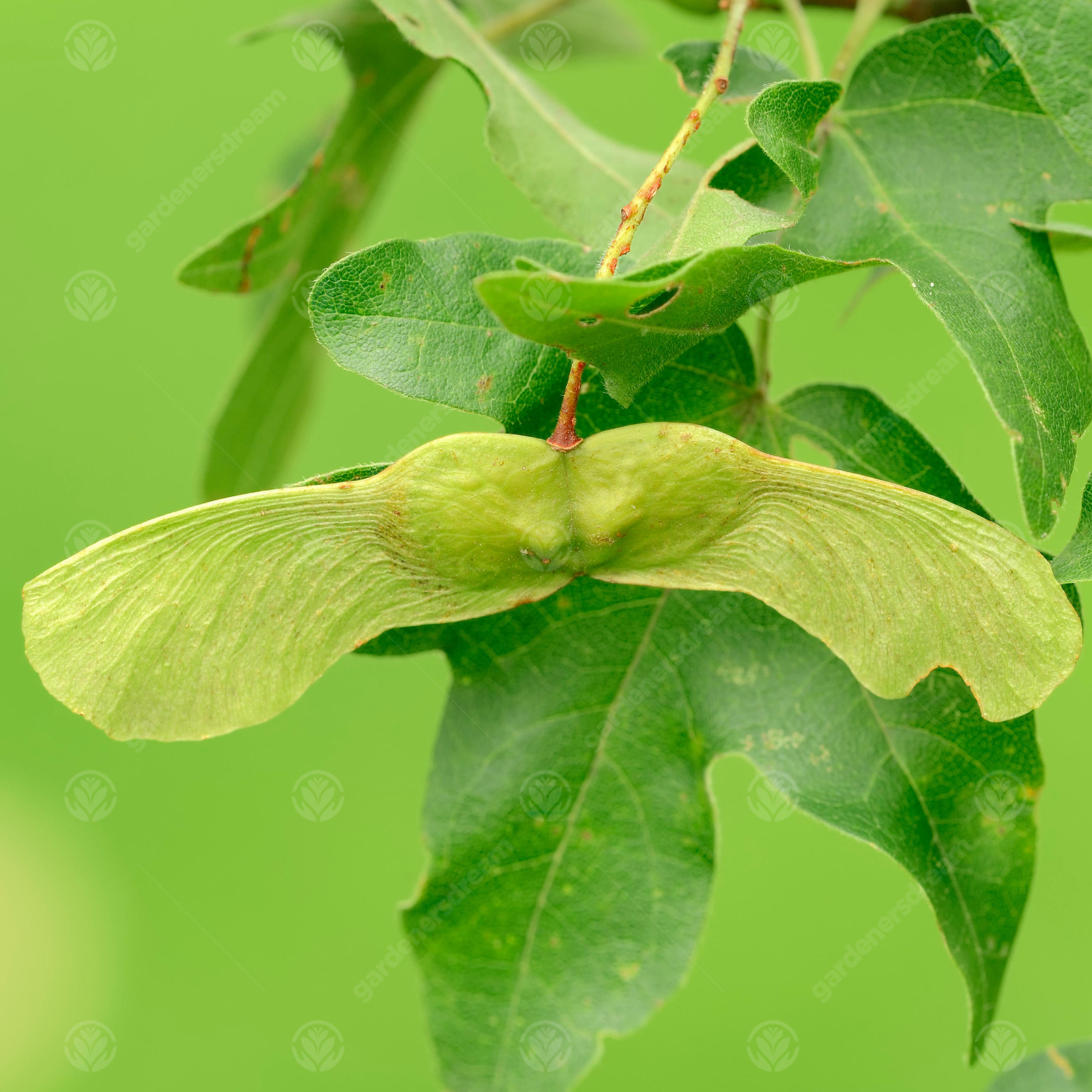 Acer campestre | Field Maple | Ornamental Garden Tree | 5-6ft
