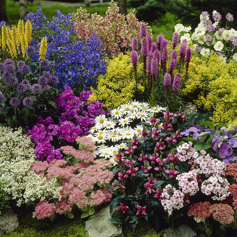 Perennial Plant Collection, 12 x Winter Hardy Plants, 9cm Pot, Expert Chosen