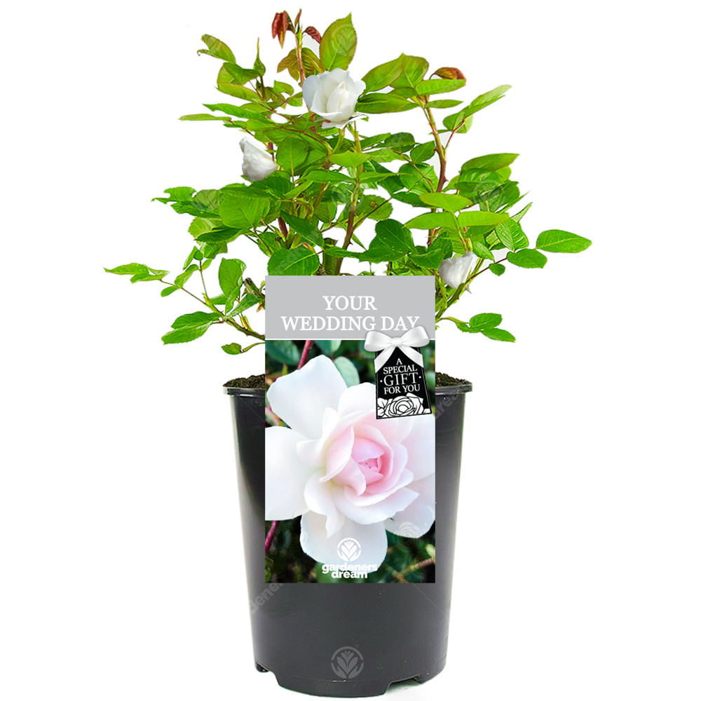 Your Wedding Day Rose - Wedding Gift for the Big Day - Live Rose Bush Plant