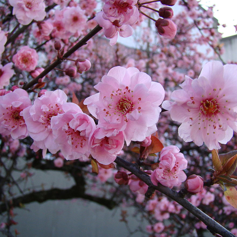 Prunus x blireana | Flowering Plum Tree | Ornamental Garden Tree | 5-6ft