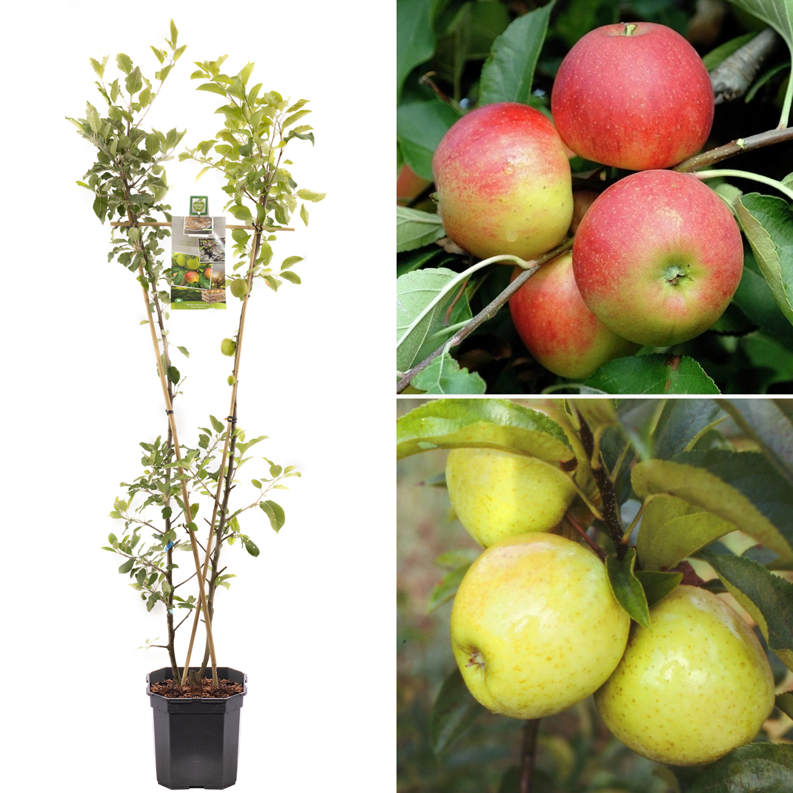 Apple Duo Fruit Tree Deciduous Outdoor Pink Flowering Hardy Garden Malus in Pot