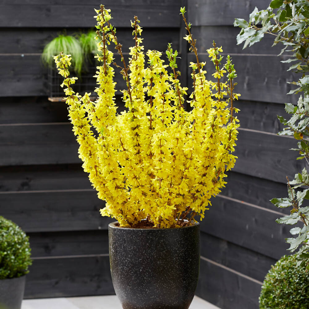 2 x Easter Tree Forsythia intermida 'Mikador' in a 9cm Pot