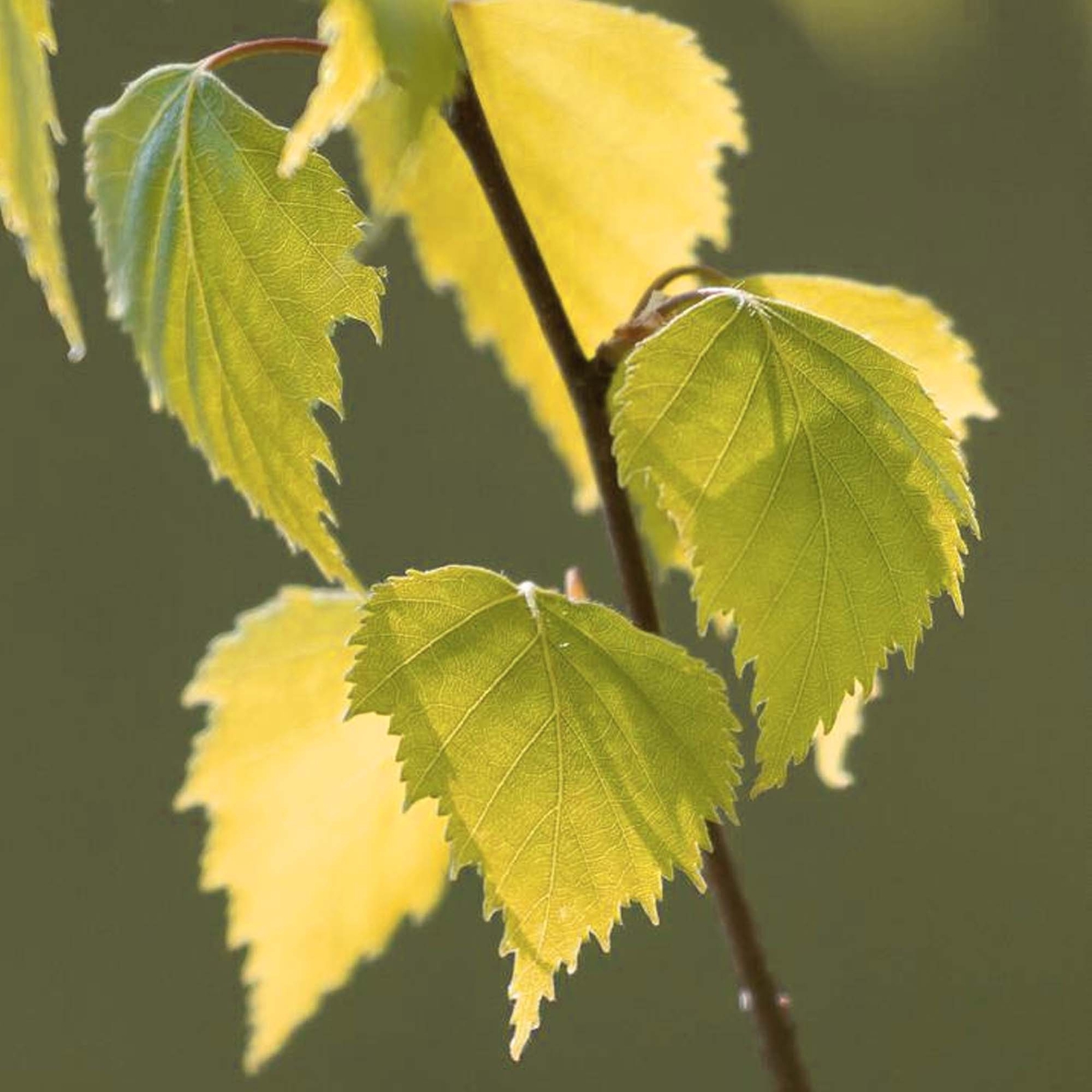 Betula Golden Obelisk - Silver Birch | Deciduous Upright Ornamental Tree | 5-6ft