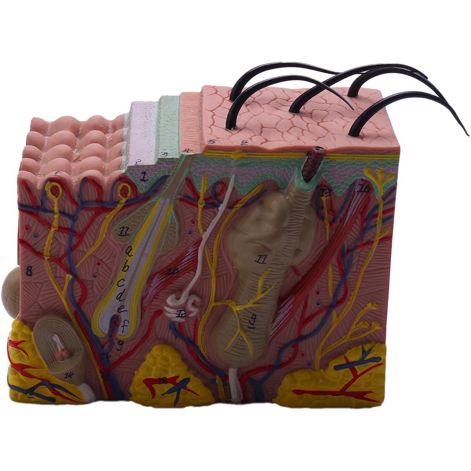 2X(Skin Model, 35X Skin and Hair Structure Enlarge Model Anatomical Model6824