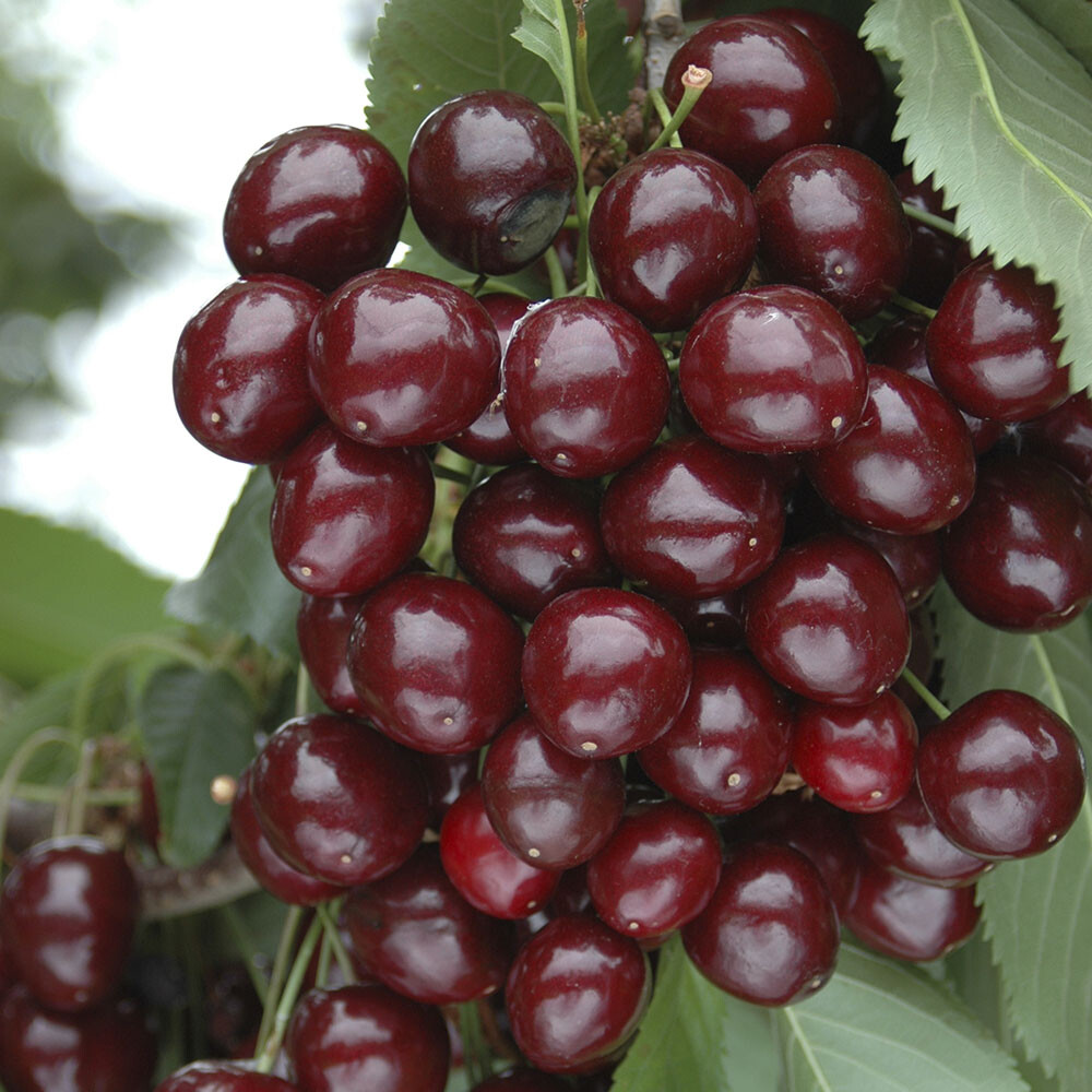 Sweet Cherry Porthos, Compact Bush, Self Fertile Fruit, 50cm Tall, 3L Potted