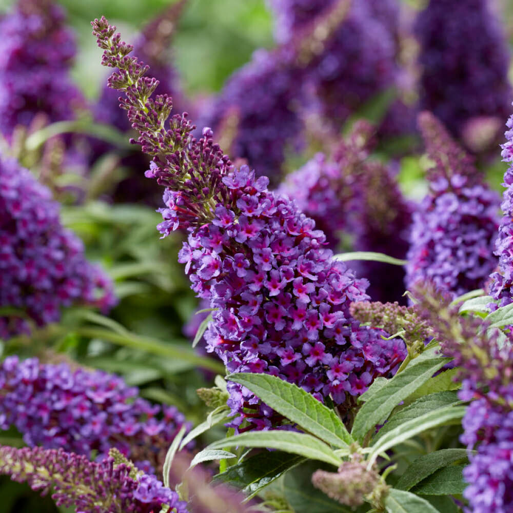 Buddleia Butterfly Candy Little Purple Standard, Lollipop, Fragrant, 18cm Potted