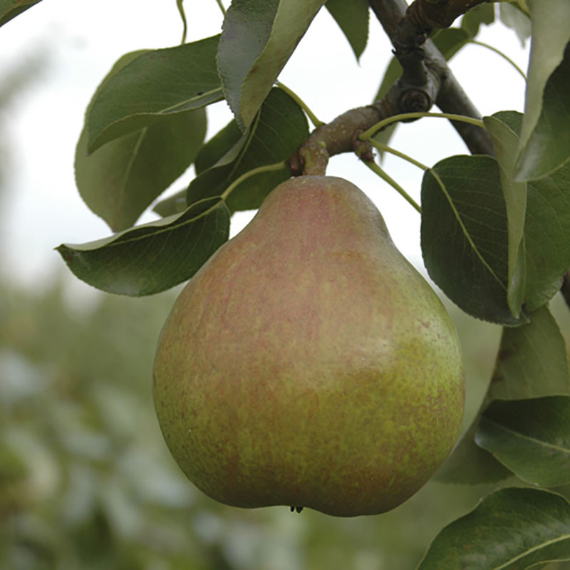Pear Tree "Doyenne du Comice" in a 5L pot at 90-110cm Tall