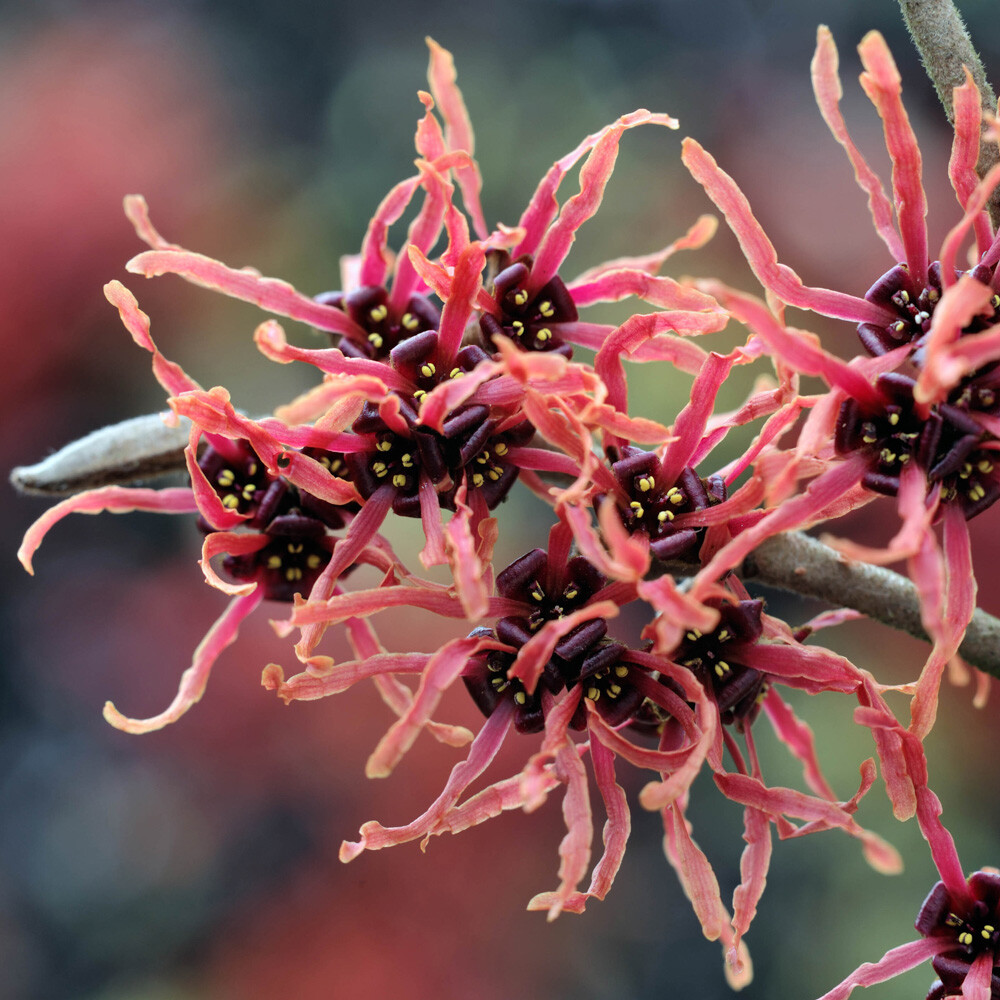 Witch Hazel Ruby Glow, Fragrant Red Winter Flowers, Winter Colour Shrub, 2L Pot