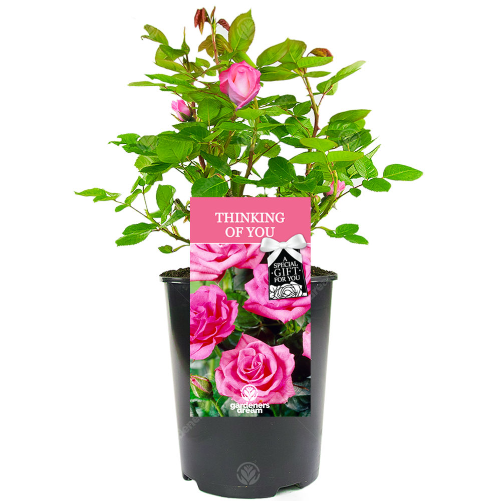 Thinking of You Rose - Thinking of You Gift - Live Rose Bush Plant