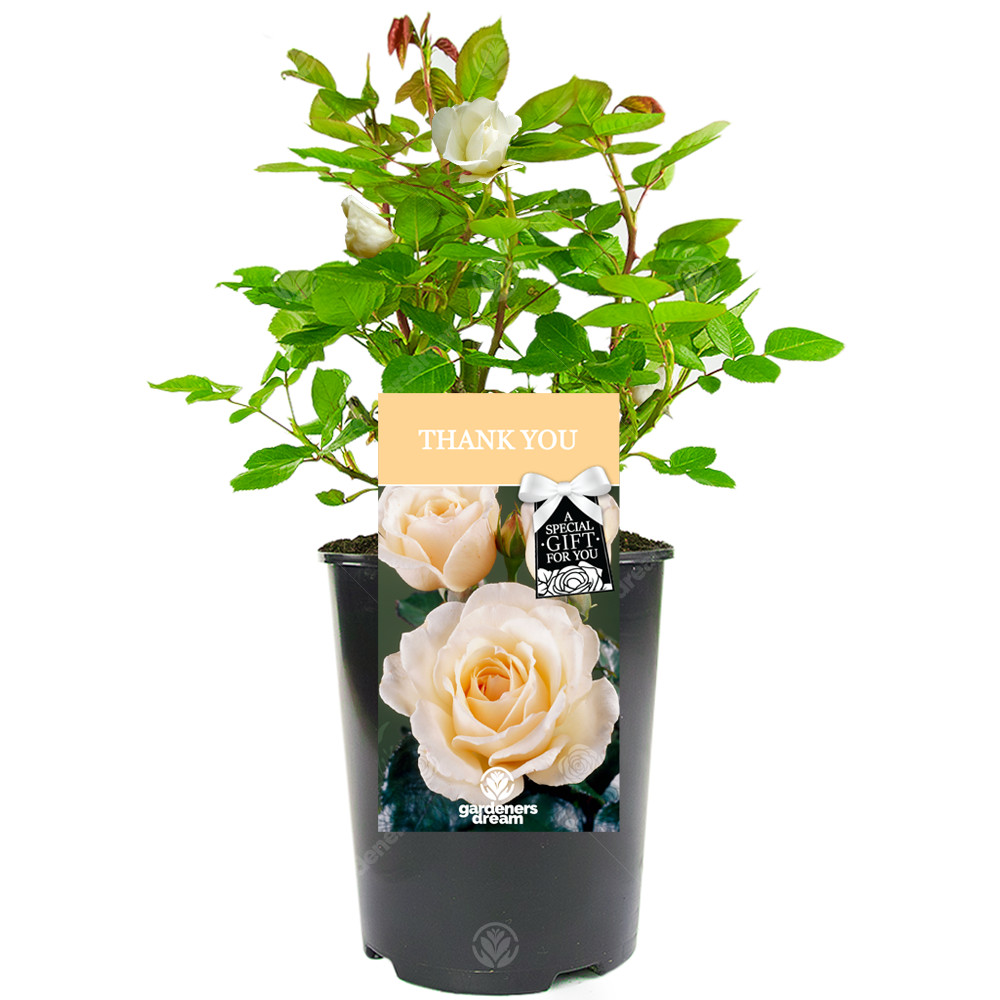 Thank You Rose - Thank You Gift - Live Rose Bush Plant