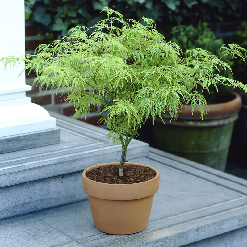 Japanese Acer Dissectum, Elegant Green Lace Leaf Maple Tree, Compact 3L Potted