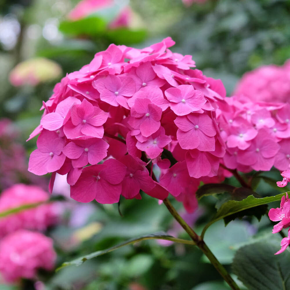 Hydrangea macrophylla Pink Mophead std 18cm