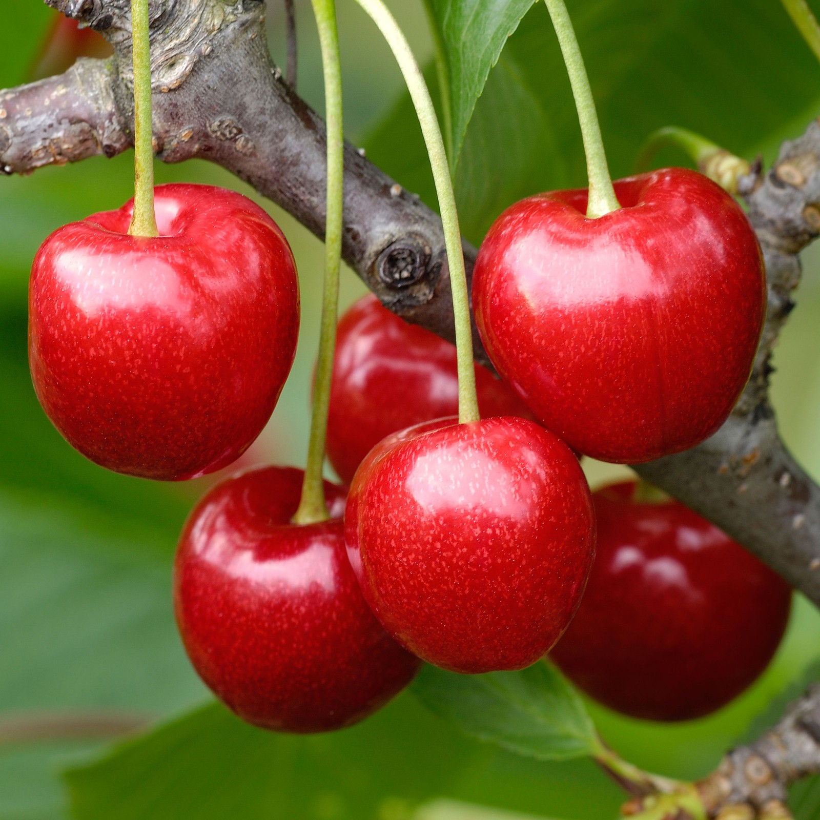 Cherry Regina Fruit Tree Deciduous Outdoor Flowering Hardy Garden Prunus in Pot