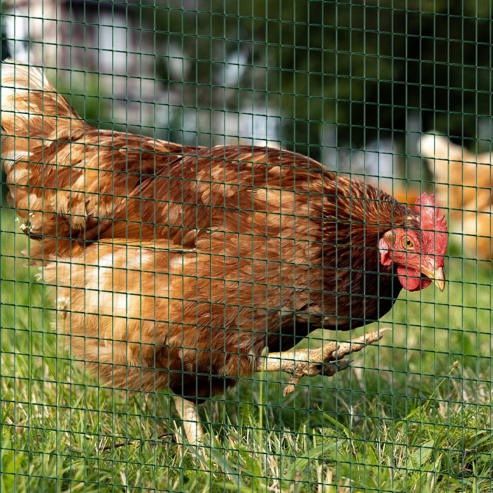 PVC Coated Steel Chicken Rabbit Mesh Fencing Wire Garden Galvanised Fence Border