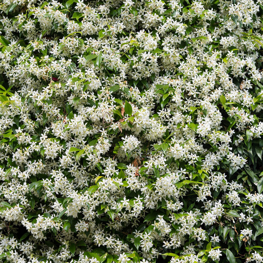 Star Jasmine Trachelospermum jasminoides with Tower Pot Planter and Trellis