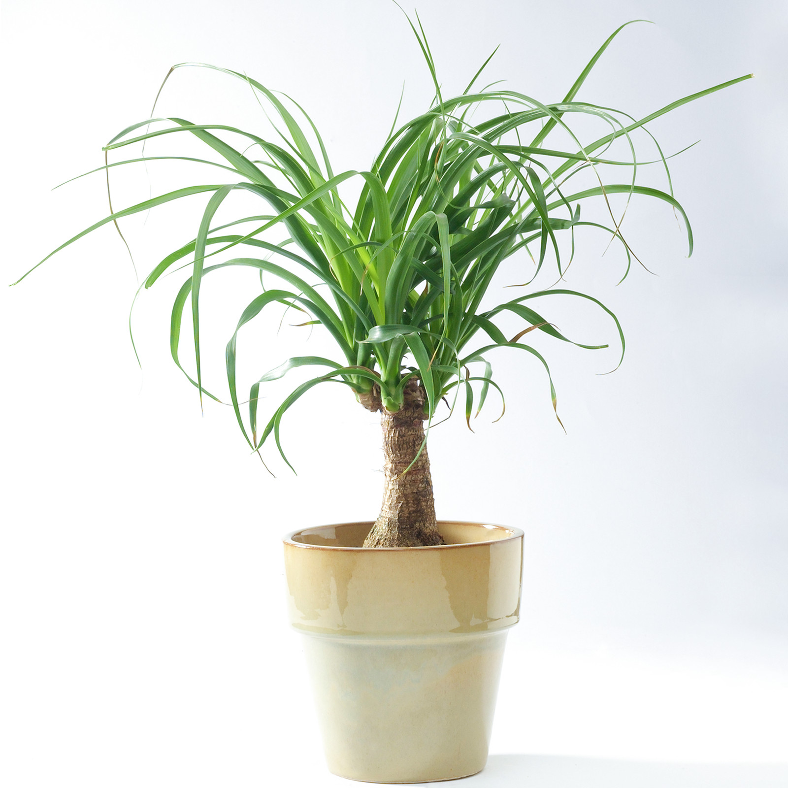 Ponytail Palm Beaucarnea Recurvata Home or Office Plant (30-40cm Incl. Pot)