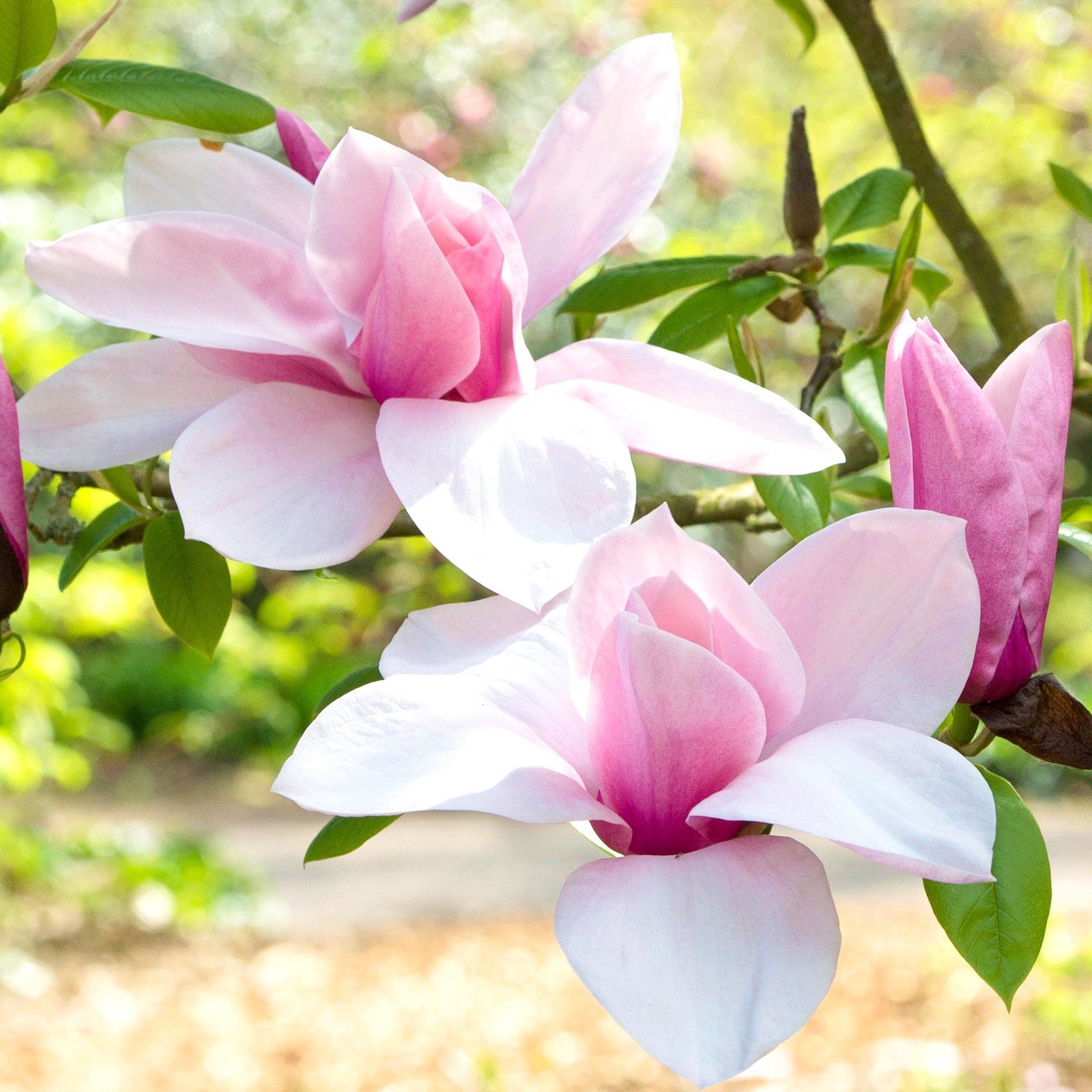 Magnolia Star Wars Tree Garden Plant Shrub Potted Pink Flowering 7.5L Pot