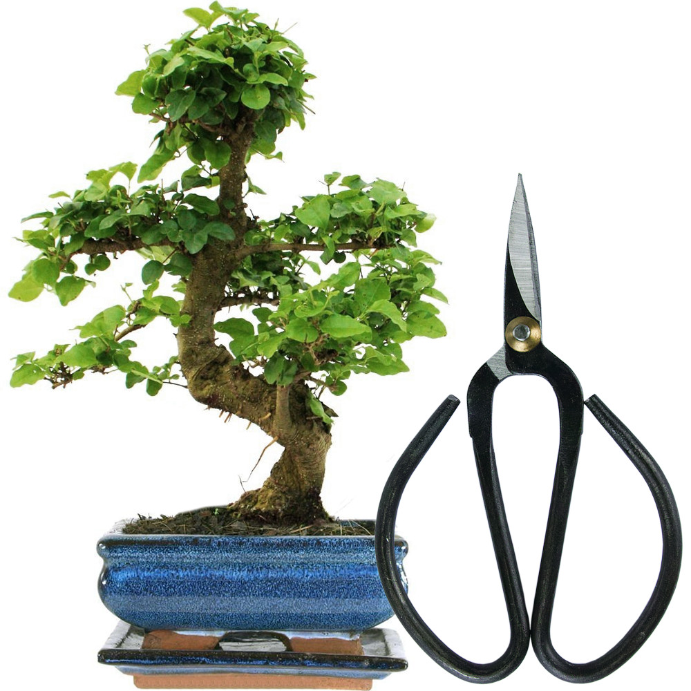 Bonsai Ligustrum Tree Live Indoor Houseplant in 15cm Pot + Bonsai Scissors