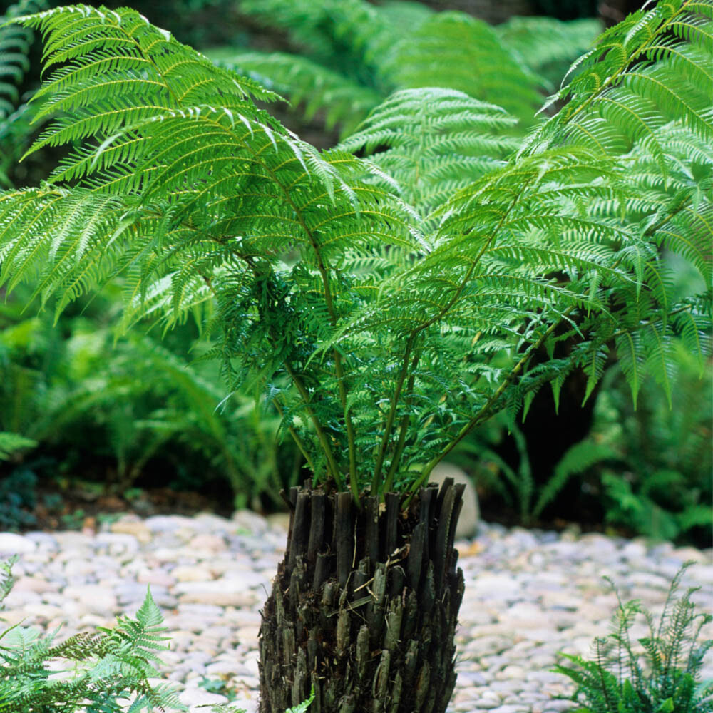 Tree Fern, Dicksonia Antarctica, Exotic Evergreen, Award Winning, 17cm Potted