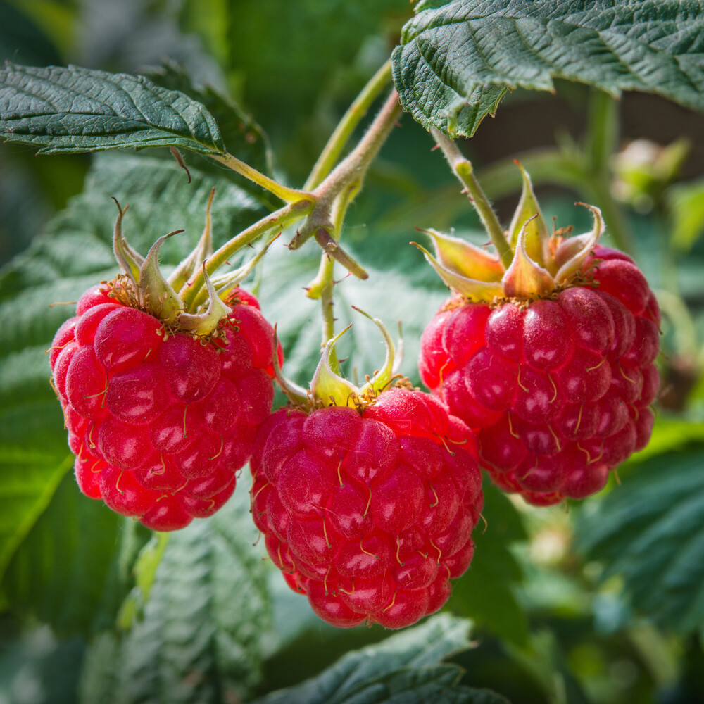 Raspberry Long Cane x 10