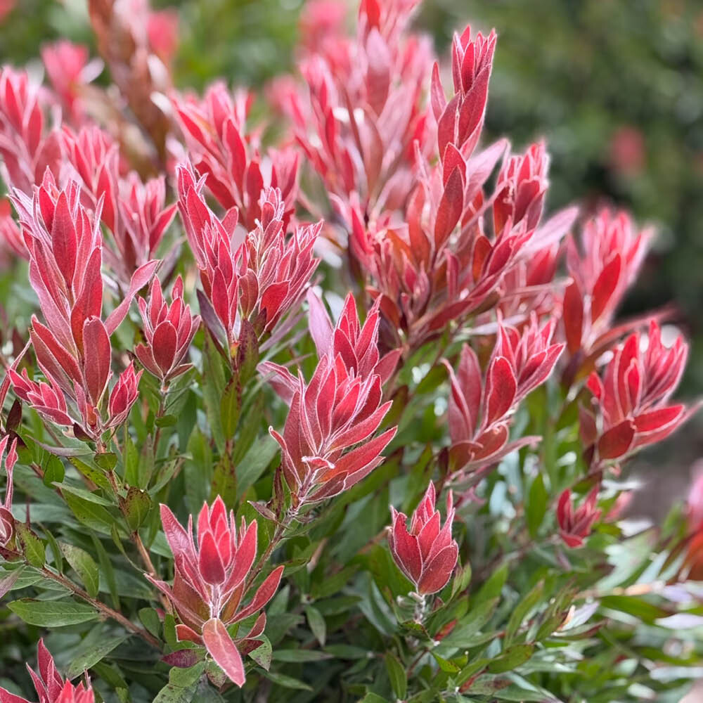 Callistemon Red Rocket, Bottlebrush Shrub, Red Growth Compact Hardy 1 x 17cm Pot