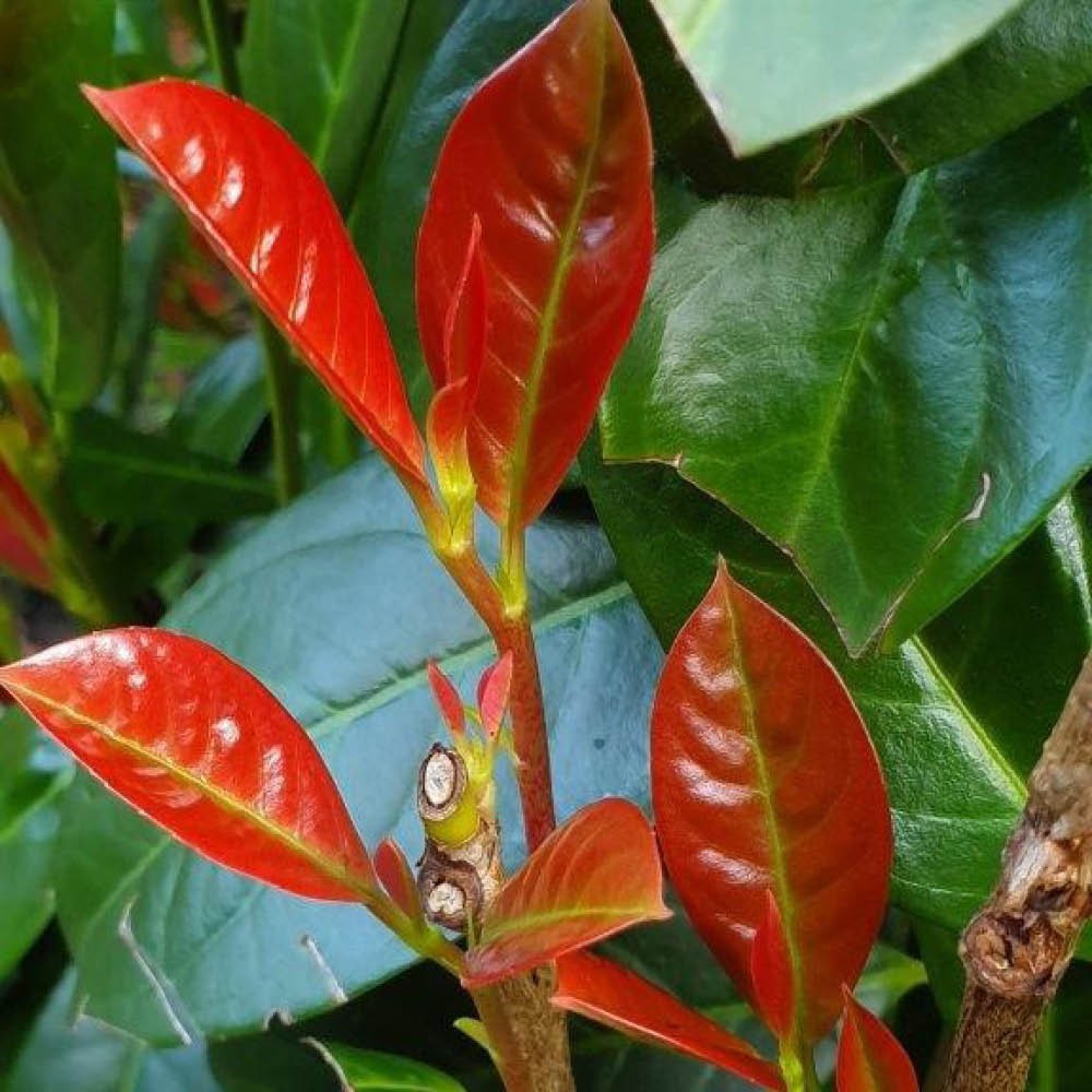 Cherry Laurel 'On Fire' 12 x 9cm Pots