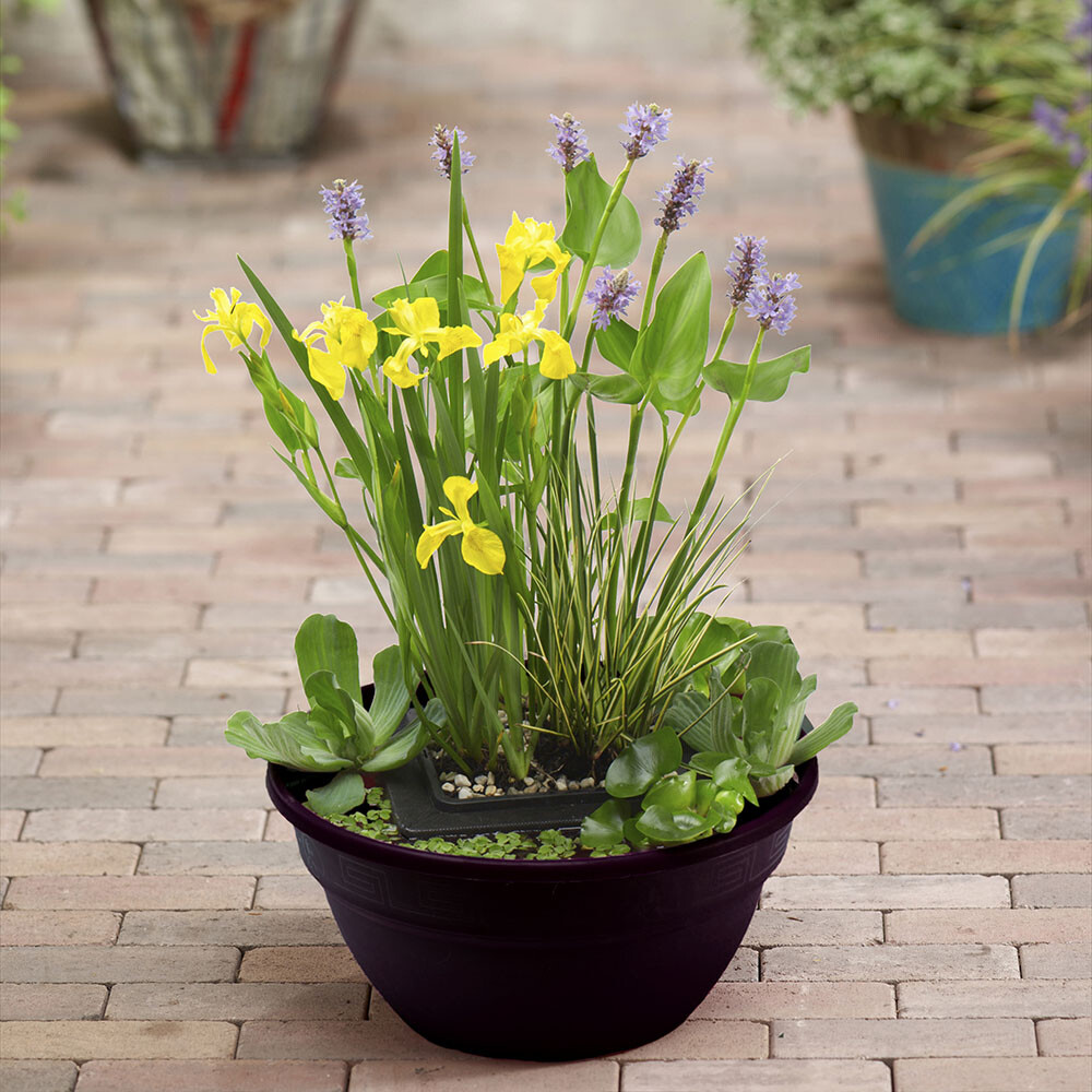 Patio Pond Kit, Complete Water Garden Set, 3 Plants, Soil, Gravel, 40cm Pot