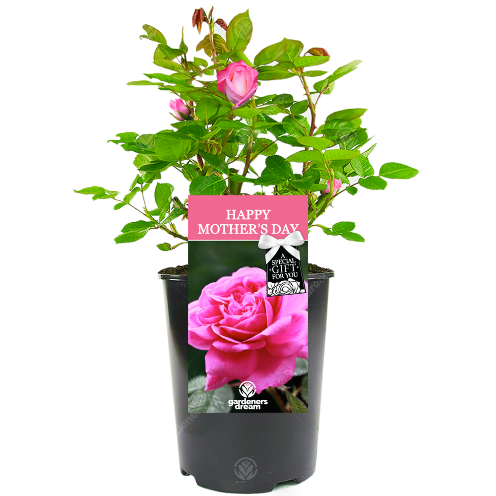 Happy Mother's Day Rose - Gift for Mum - Live Rose Bush Plant