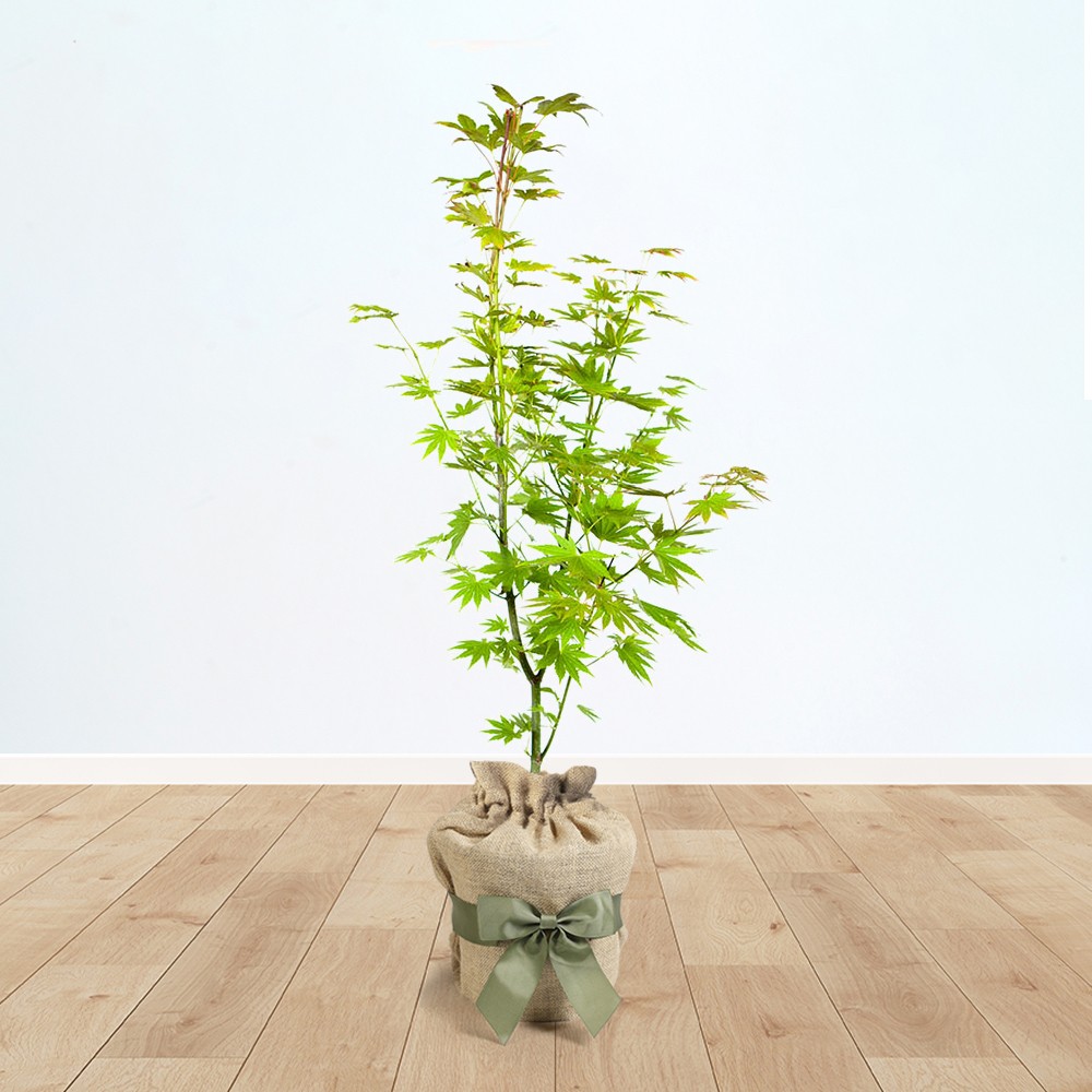 Gift Wrapped Japanese Maple Acer 'Jordan' Tree in a 3L Pot