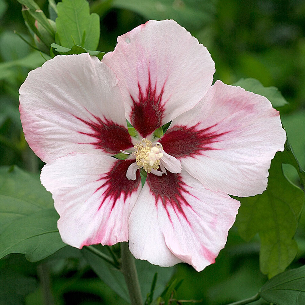 Flowering Shrubs, Hibiscus 'Hamabo' Pink Tree Hollyhock, 19cm Pot, RHS Award