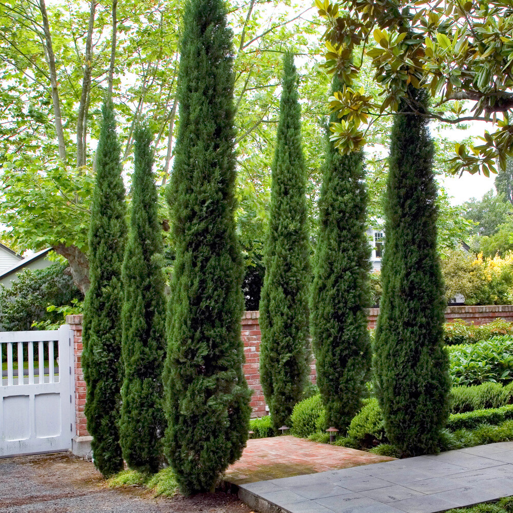 Evergreen Tree, Italian Cypress Trees, Tall, Narrow, Hardy, 90-120cm, 19cm Pot