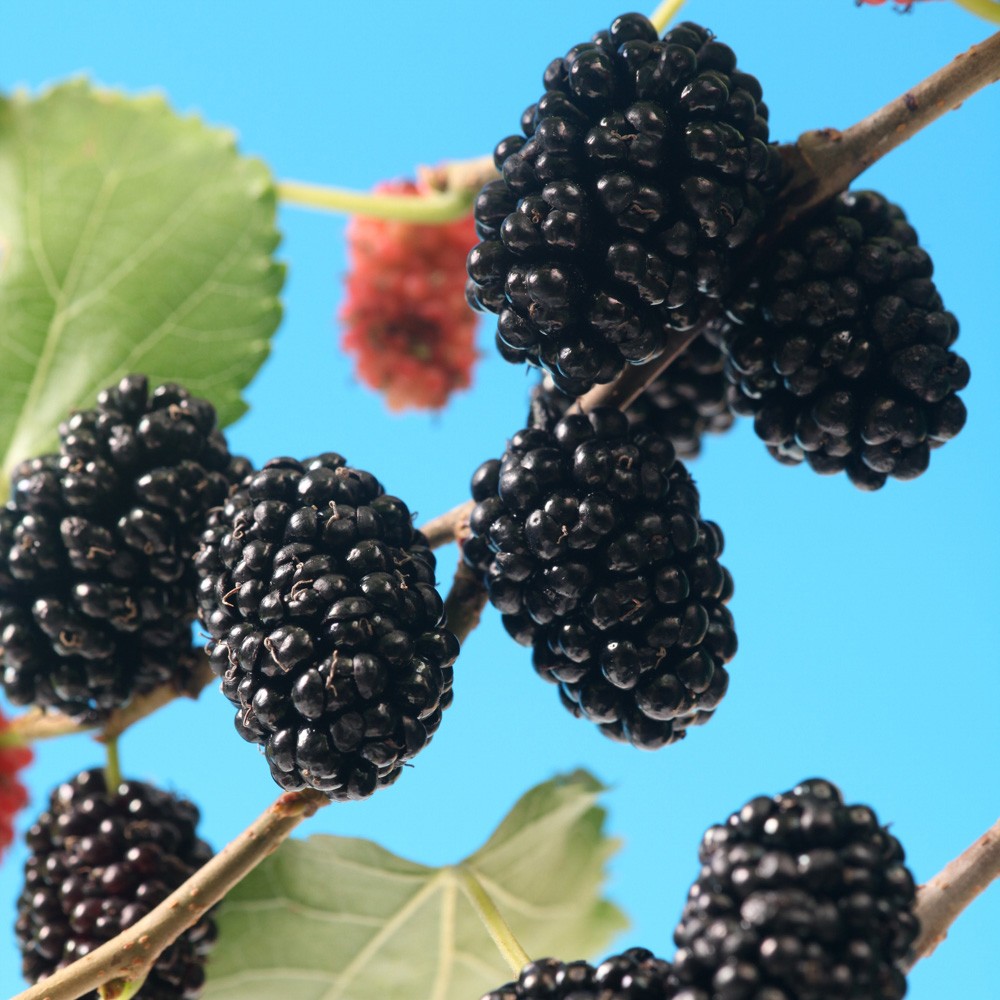 Morus Mojo Berry Standard Tree, Compact Mulberry, Fruits First Year, 18cm Pot