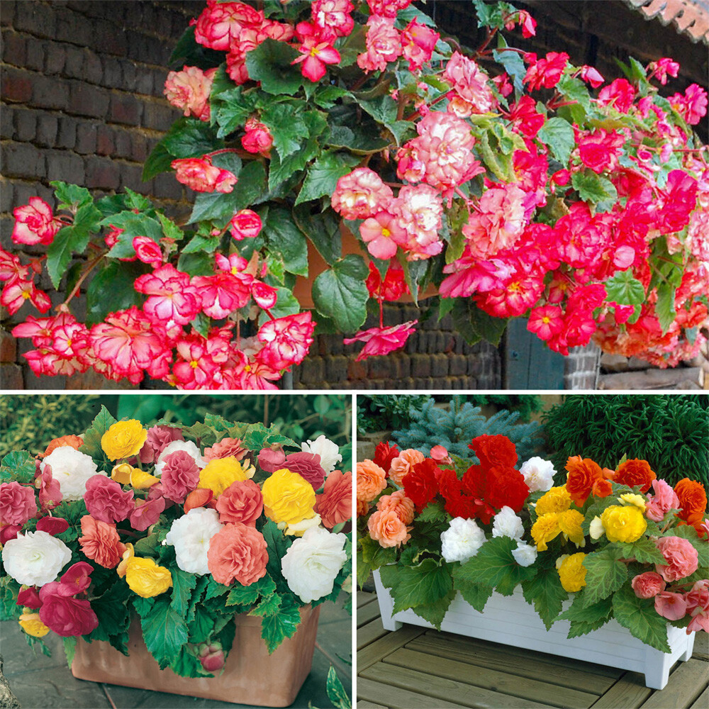 Begonia 'Bonanza', Set of 30 Mixed Tubers