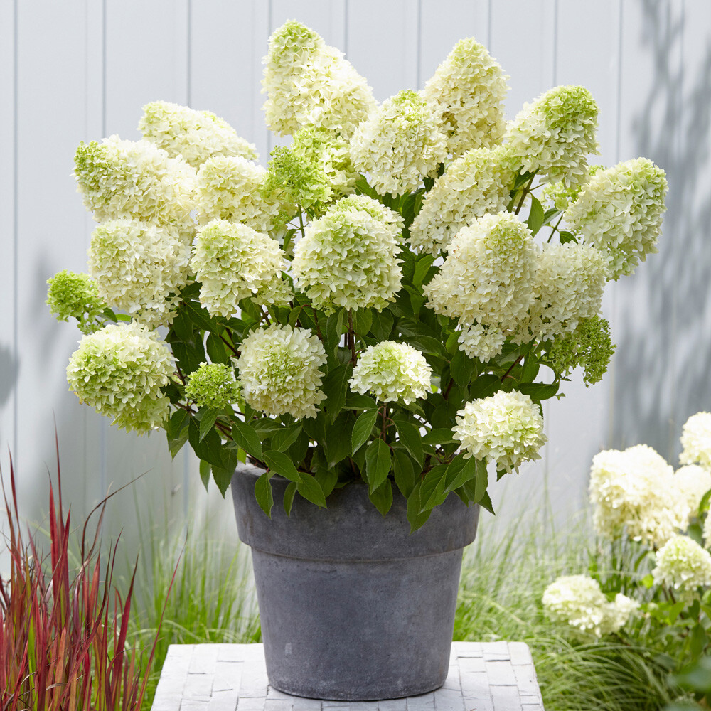 Flowering Shrub, Hydrangea Skyfall, large panicles, colour-changing, 3L pot