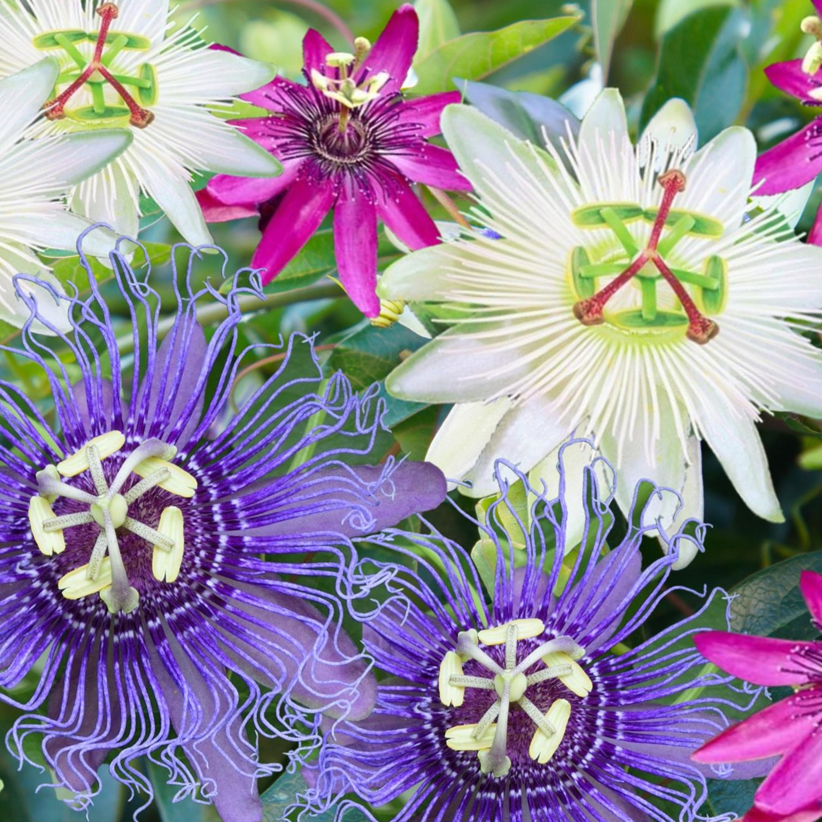 3 x Passiflora Plant Mix | Flowering Garden Ready Passion Flower Plants in Pots